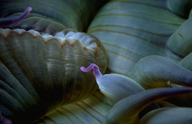 Anthopleura xanthogrammica